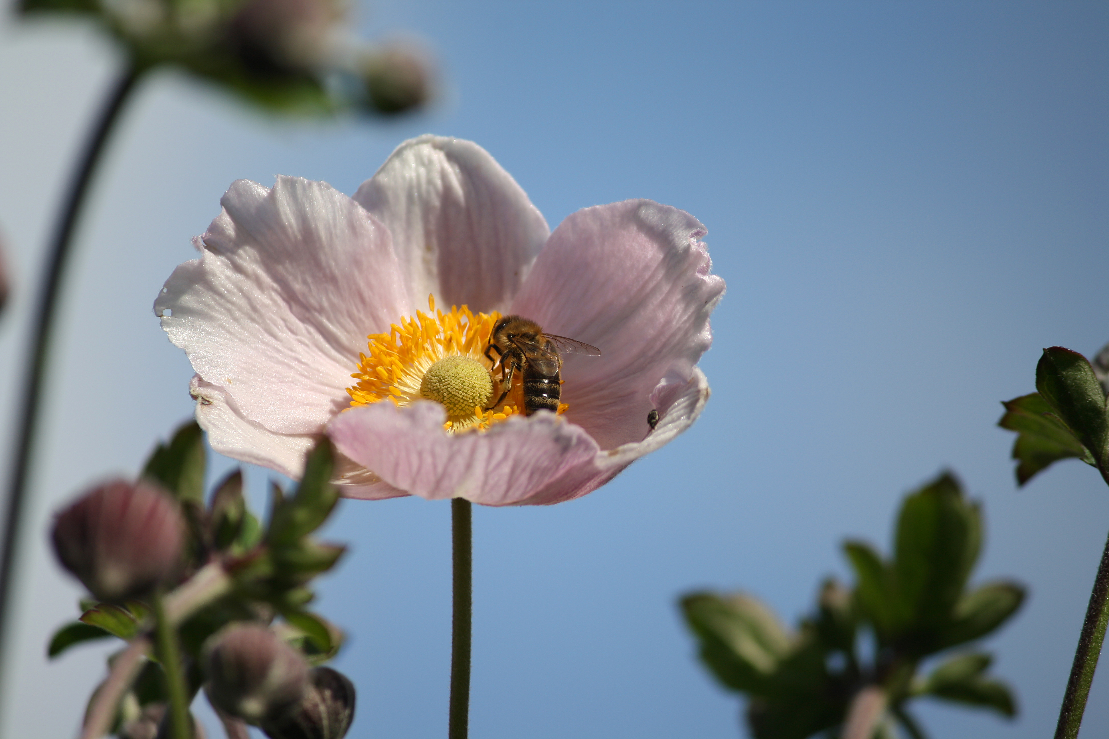 Honigbiene in einer Blüte
