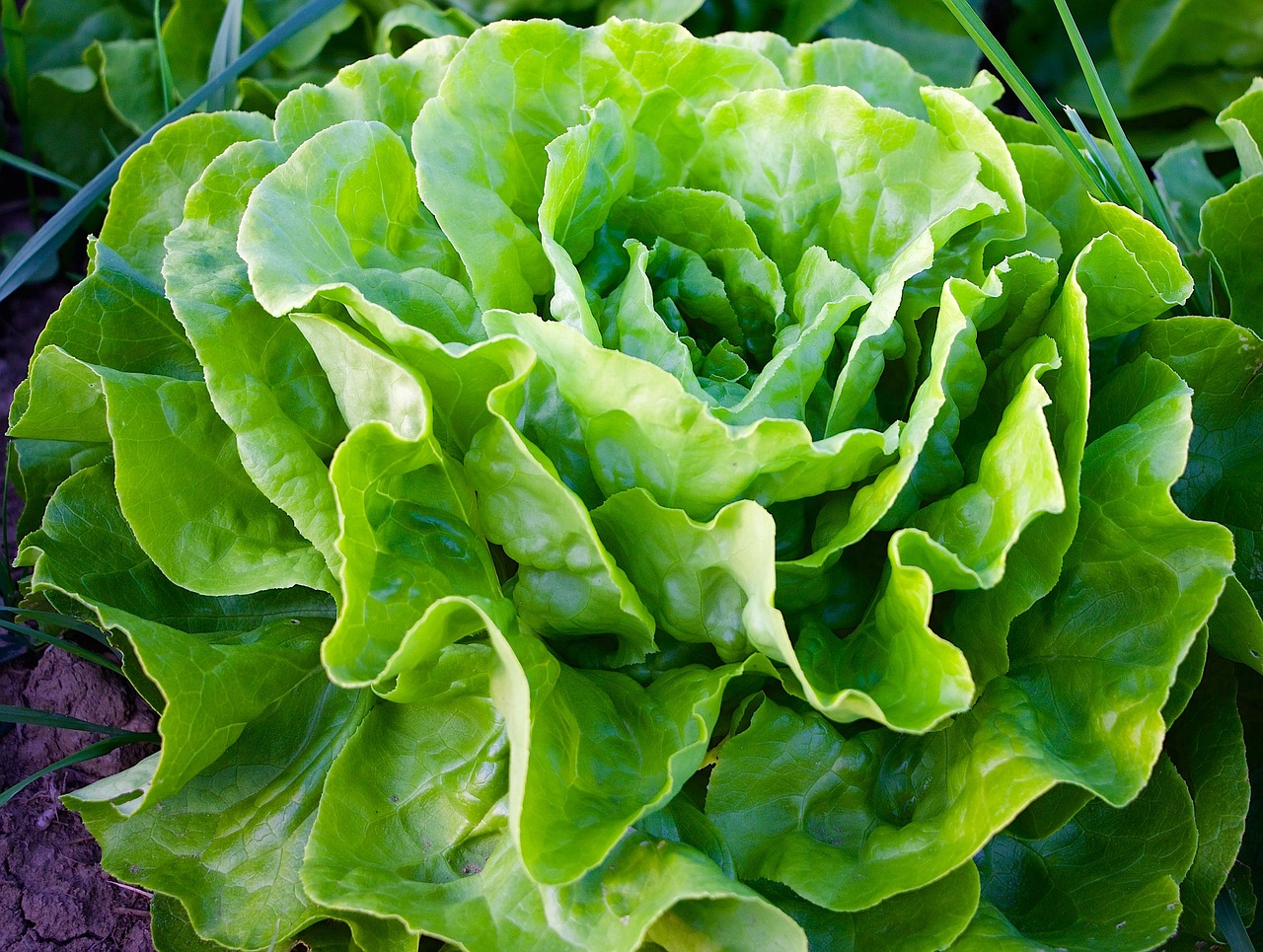 ein ausgewachsener grüner Kopfsalat