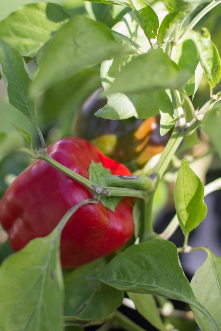 Rote Paprika am Strauch auf Balkon