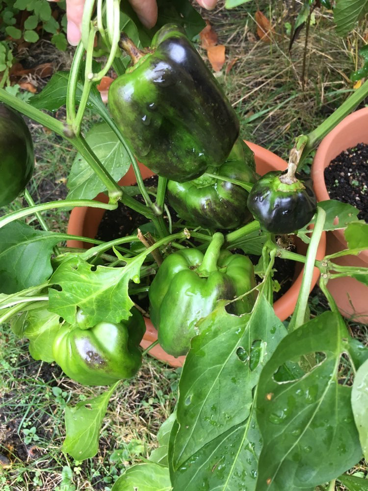 Schwarze Flecken auf grüner Paprika