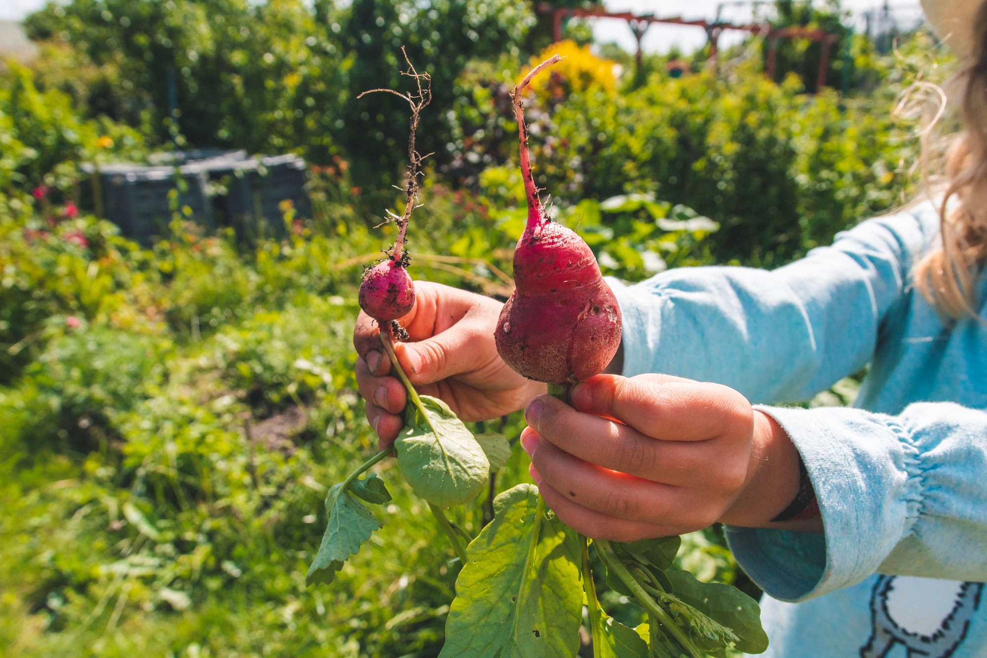 Ein Kind hält im Garten zwei Radieschen hoch