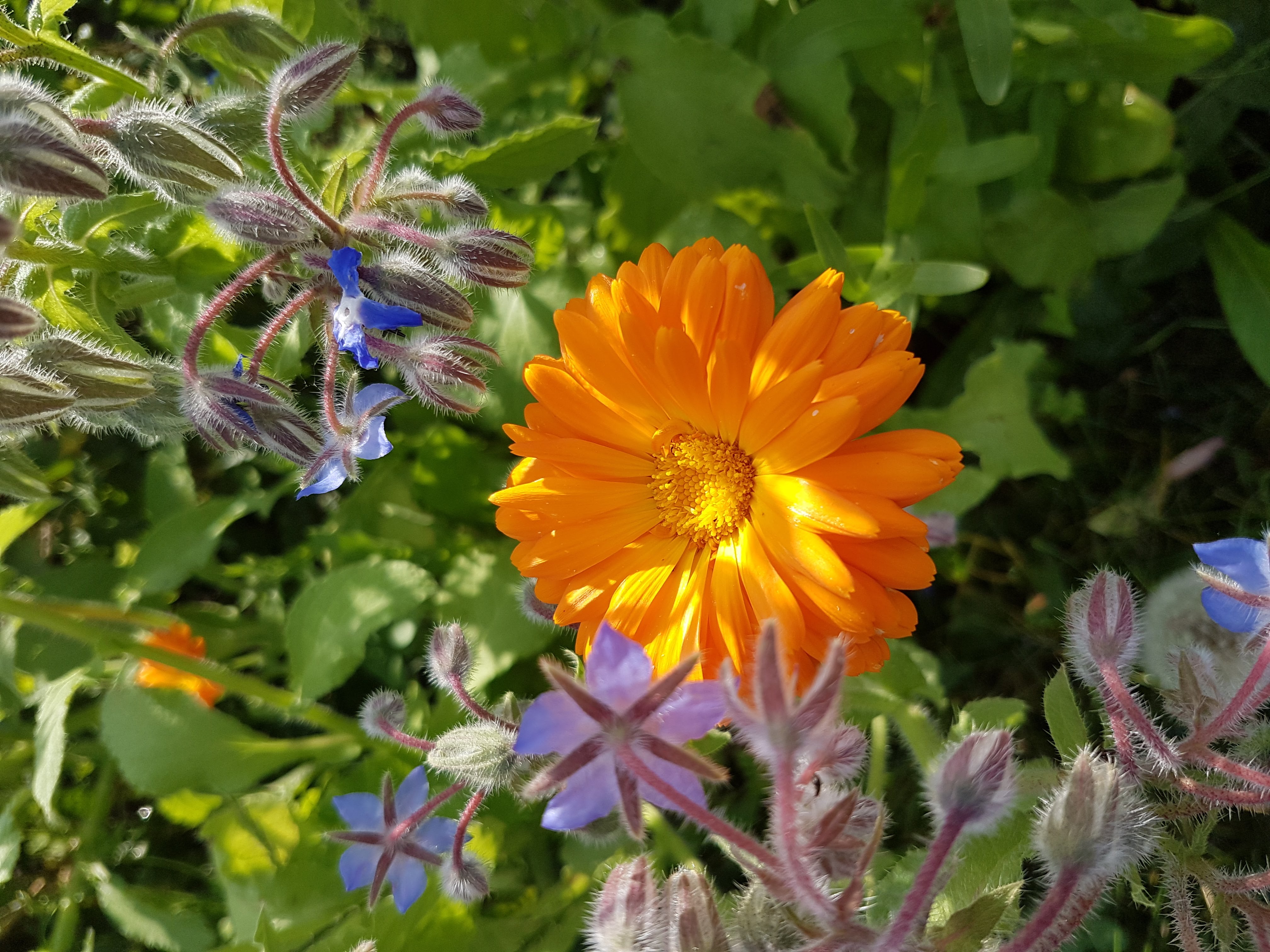 Bunte Wildblumen