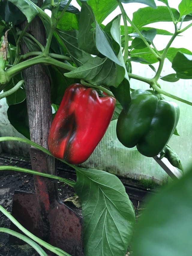 Rote und Grüne Paprika am Strauch 