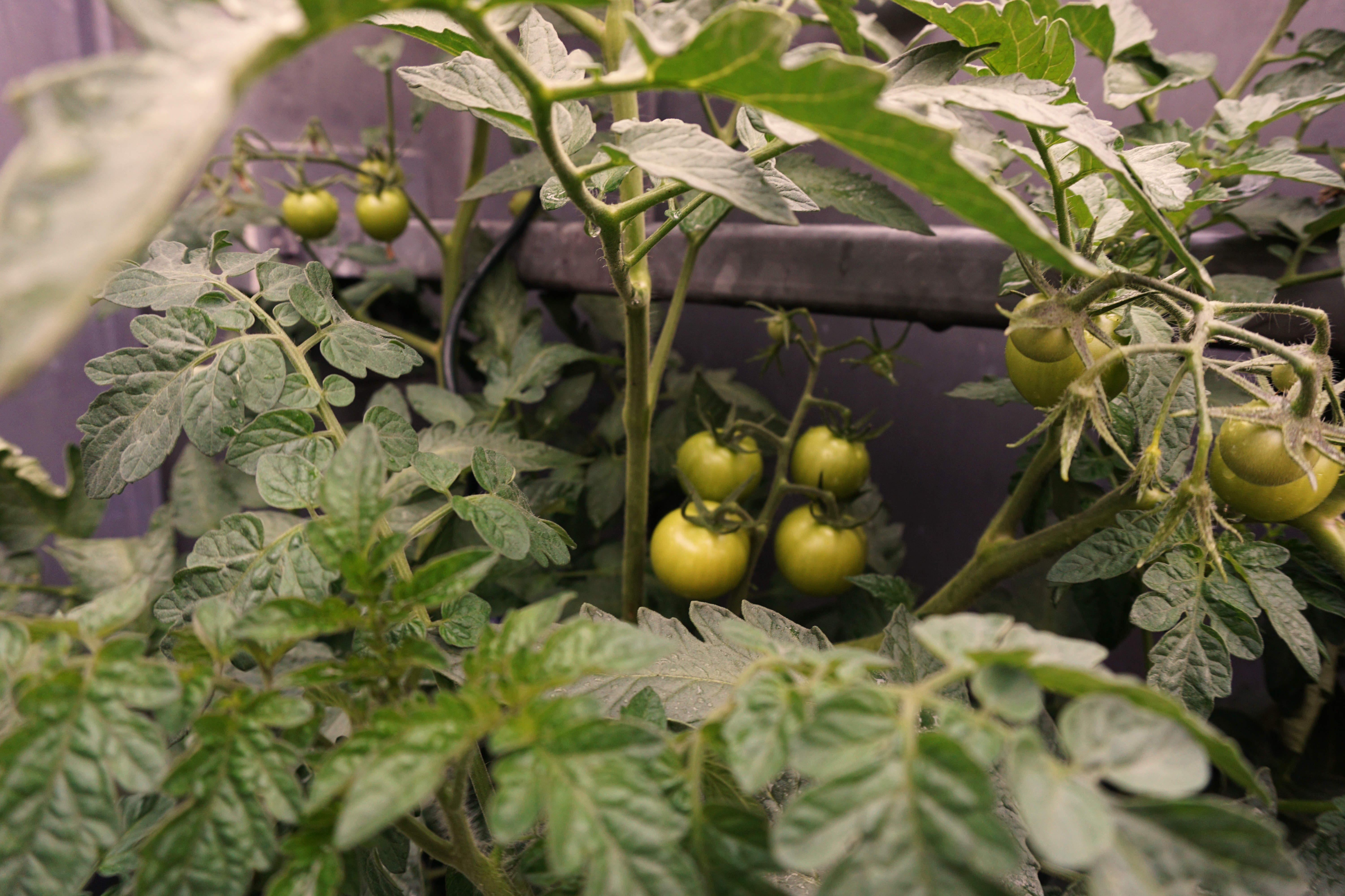 Grüne Tomaten auf Balkon 