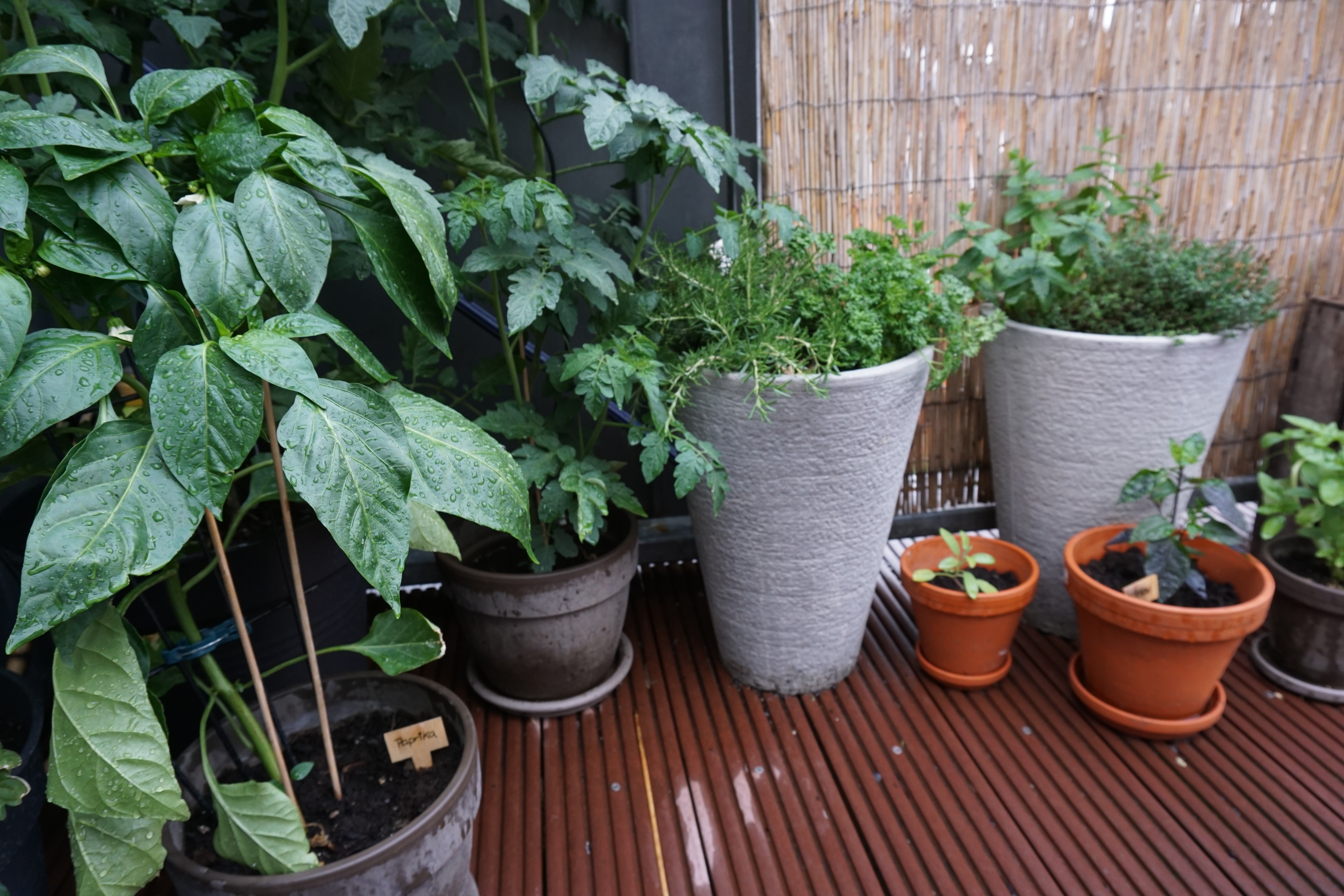 Viele unterschiedliche Töpfe mit Pflanzen auf einem Balkon