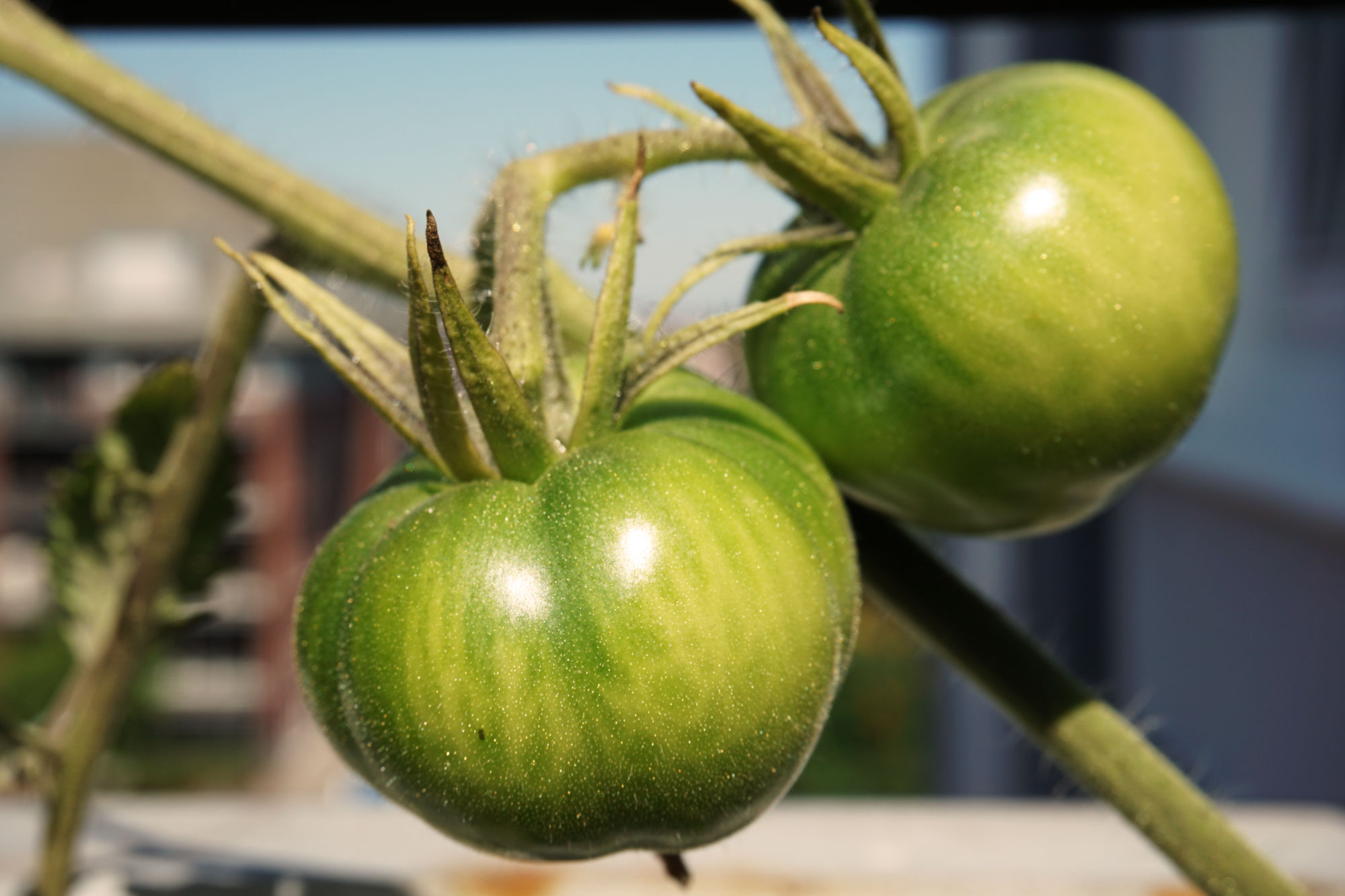 Grüne Tomaten am Strauch