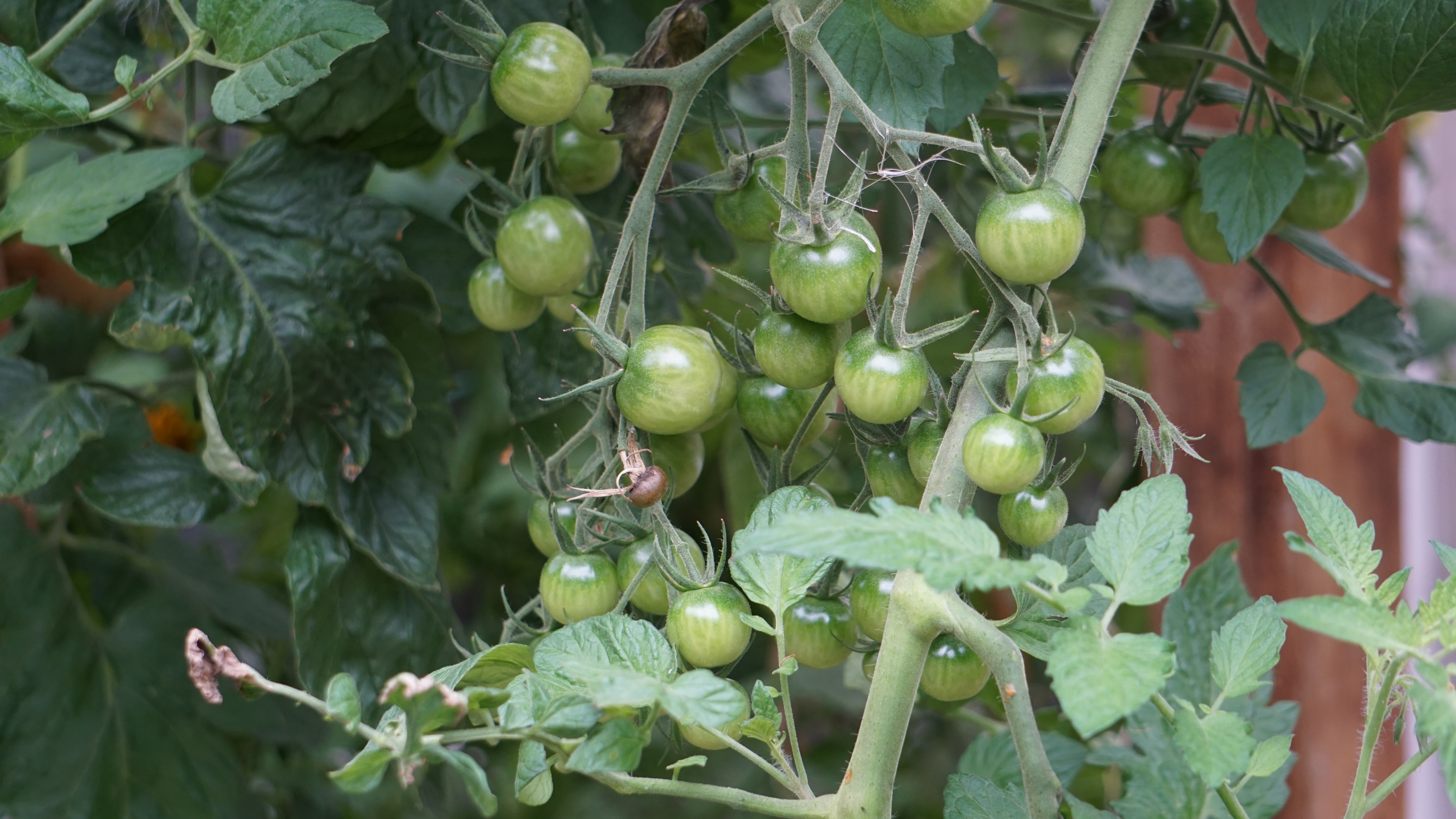 Grüne Tomaten am Strauch 