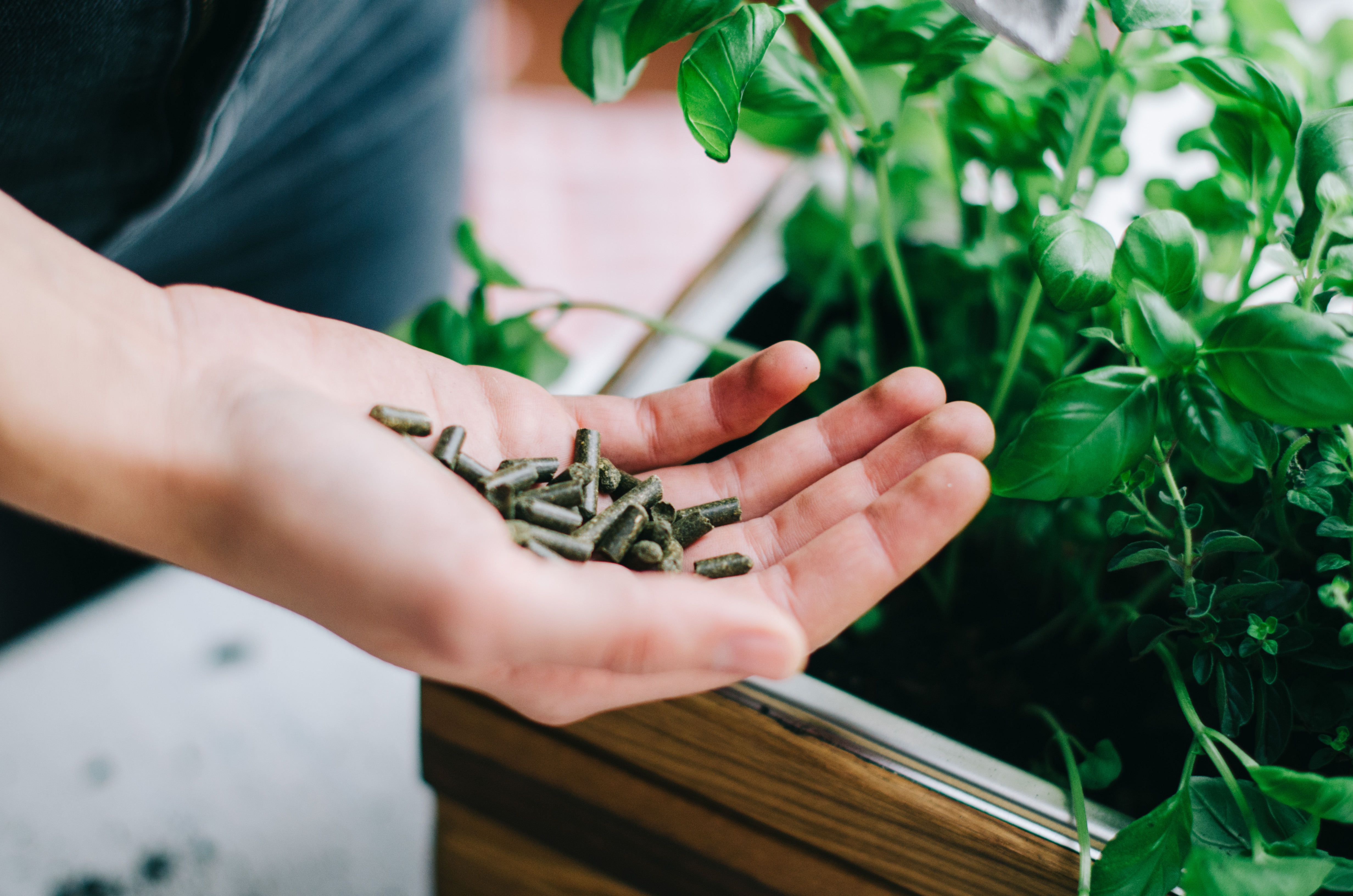 Bio Klee Dünger auf Hand auf dem Balkon