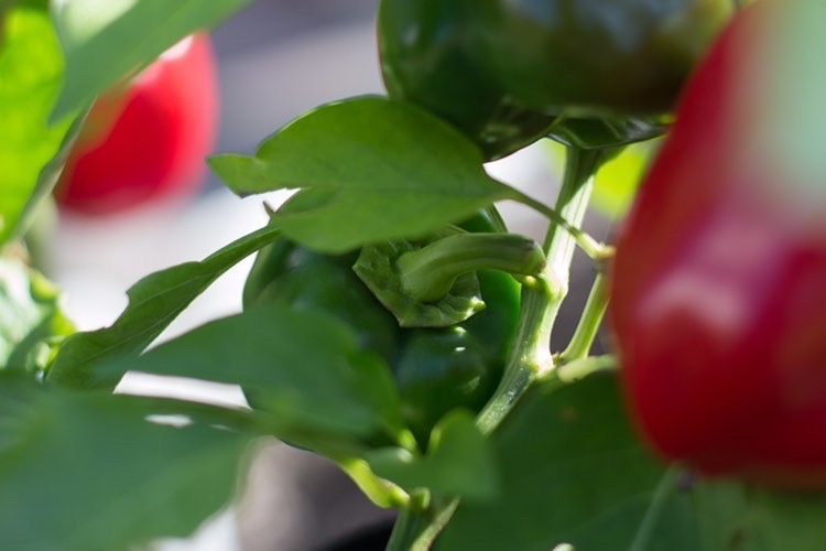 Paprika auf Balkon