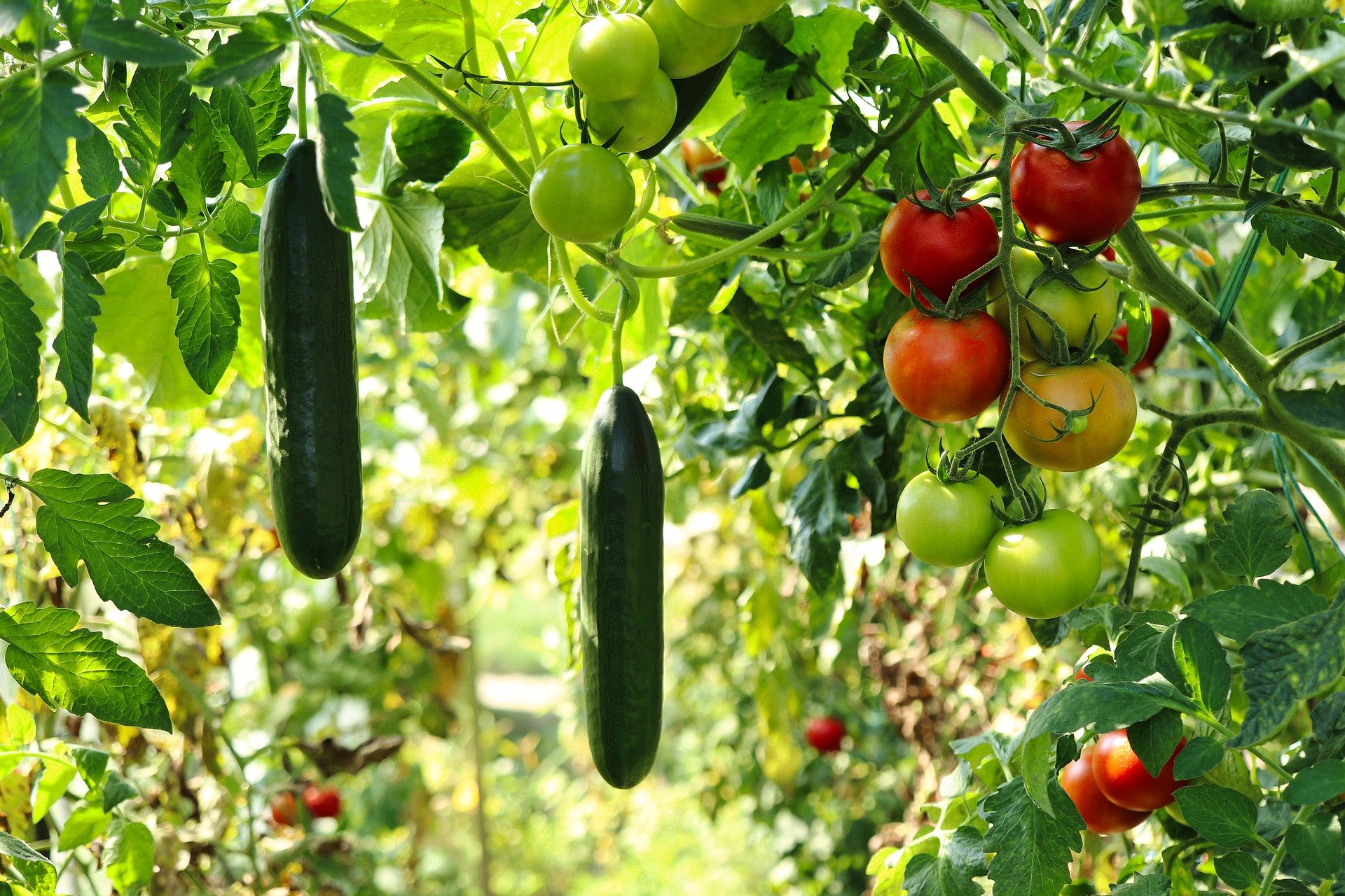 Gurken und Tomaten im Gewächshaus