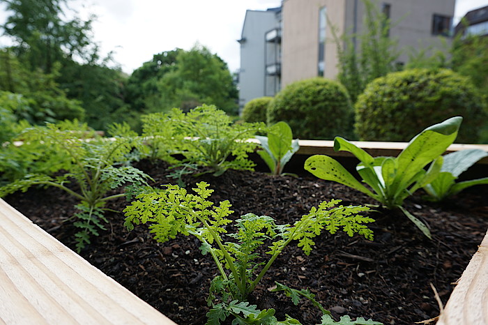 Hochbeet mitten in der Stadt