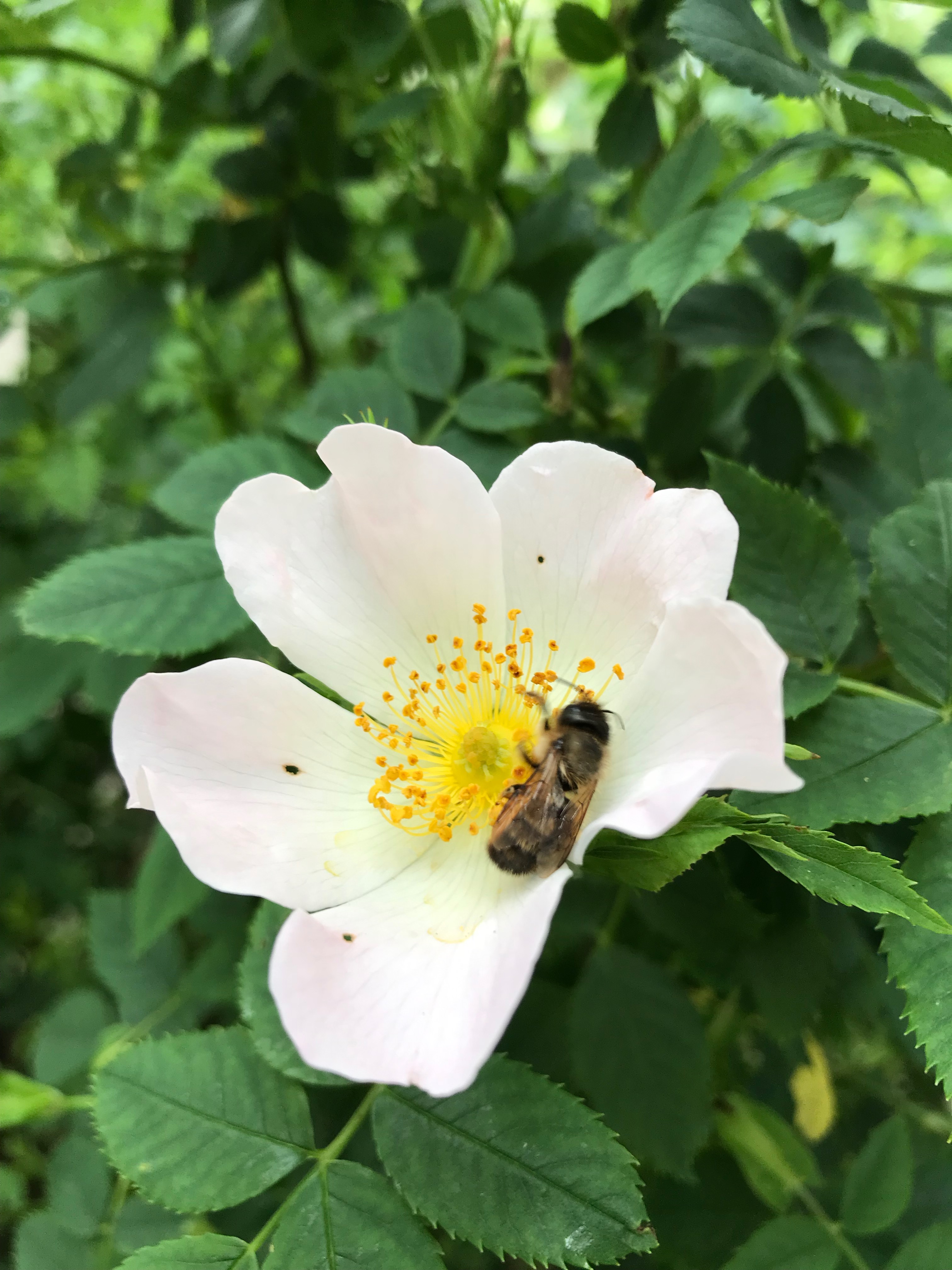 Biene auf Blüte in der Stadt 