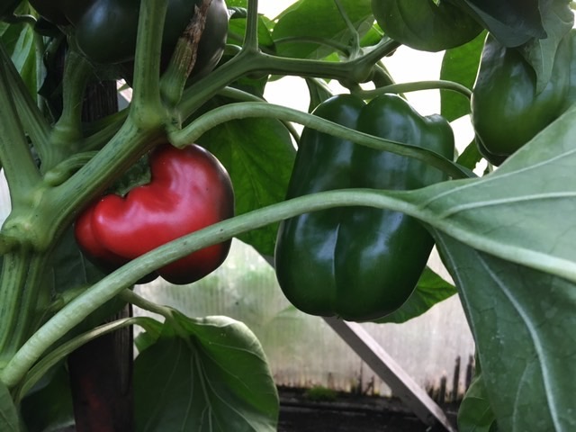 Eine rote und eine grüne Paprika hängen and er Pflanze