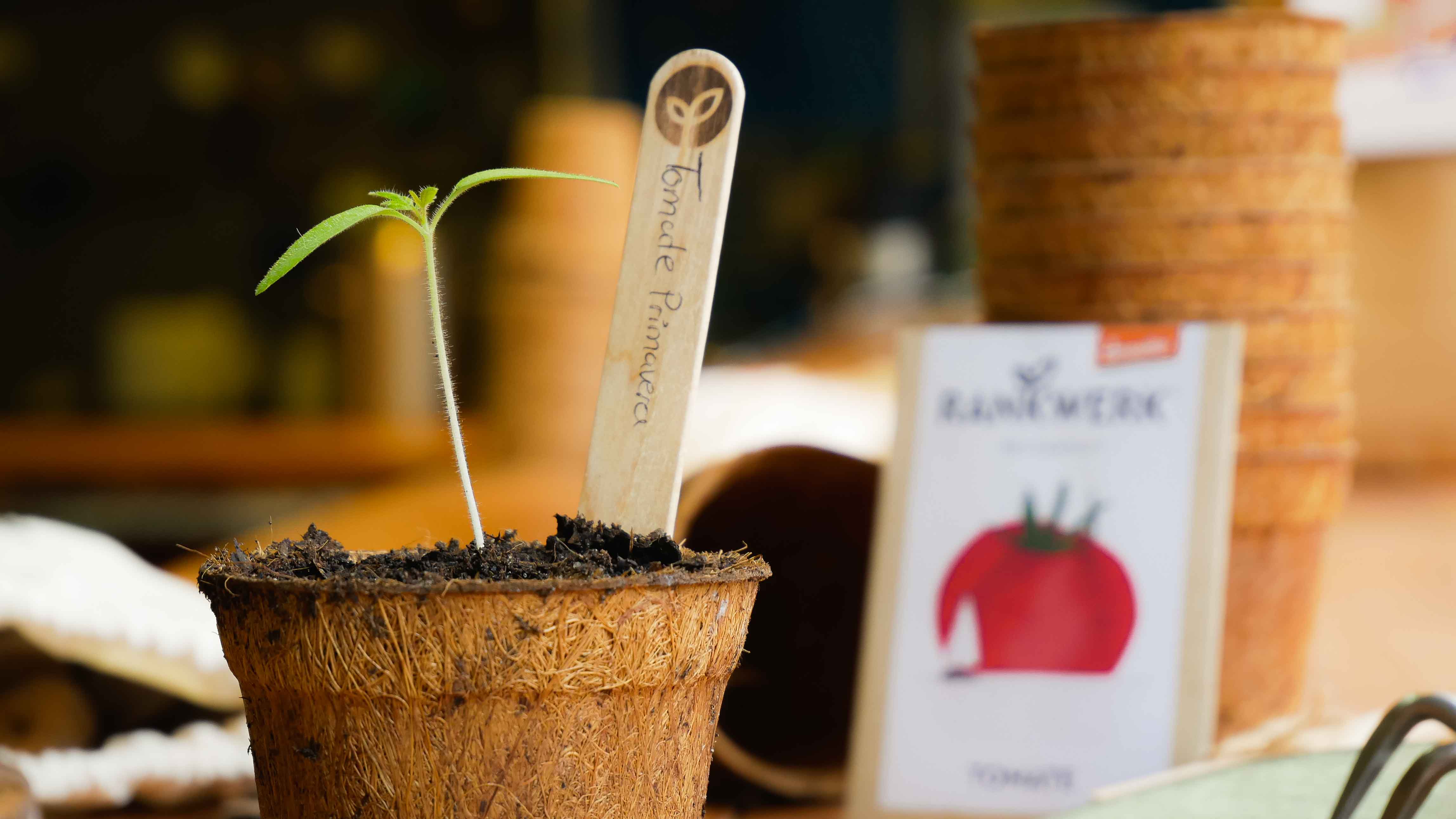 Kleine Tomatenpflanze im Topf