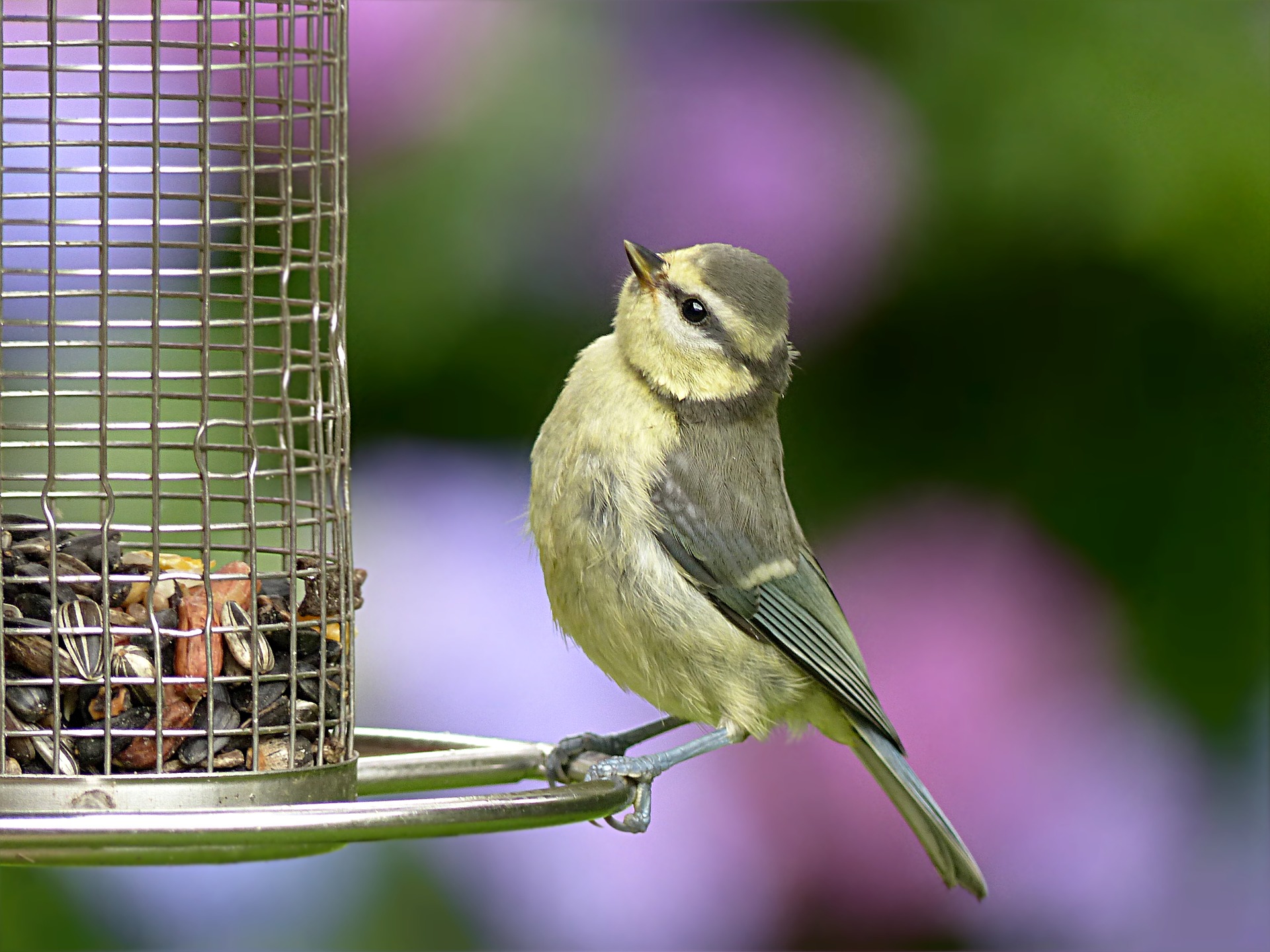 Vogel sitzt an Futterstelle