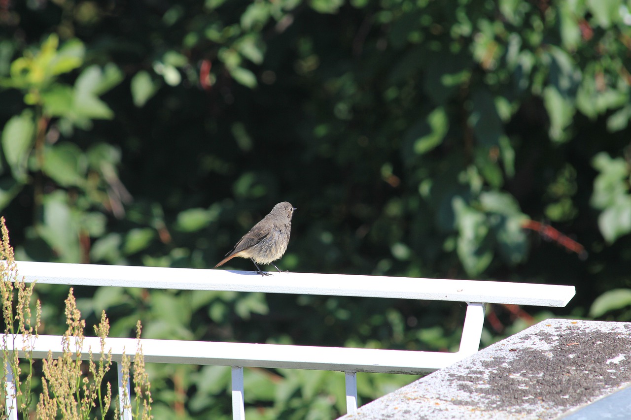 Vogel sitzt auf einem Geländer