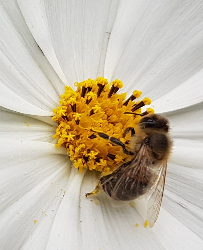 Wildbiene auf Blüte - deswegen Bienenschutz