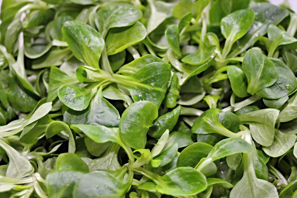 Feldsalat auf Tisch geerntet von einem Nordbalkon