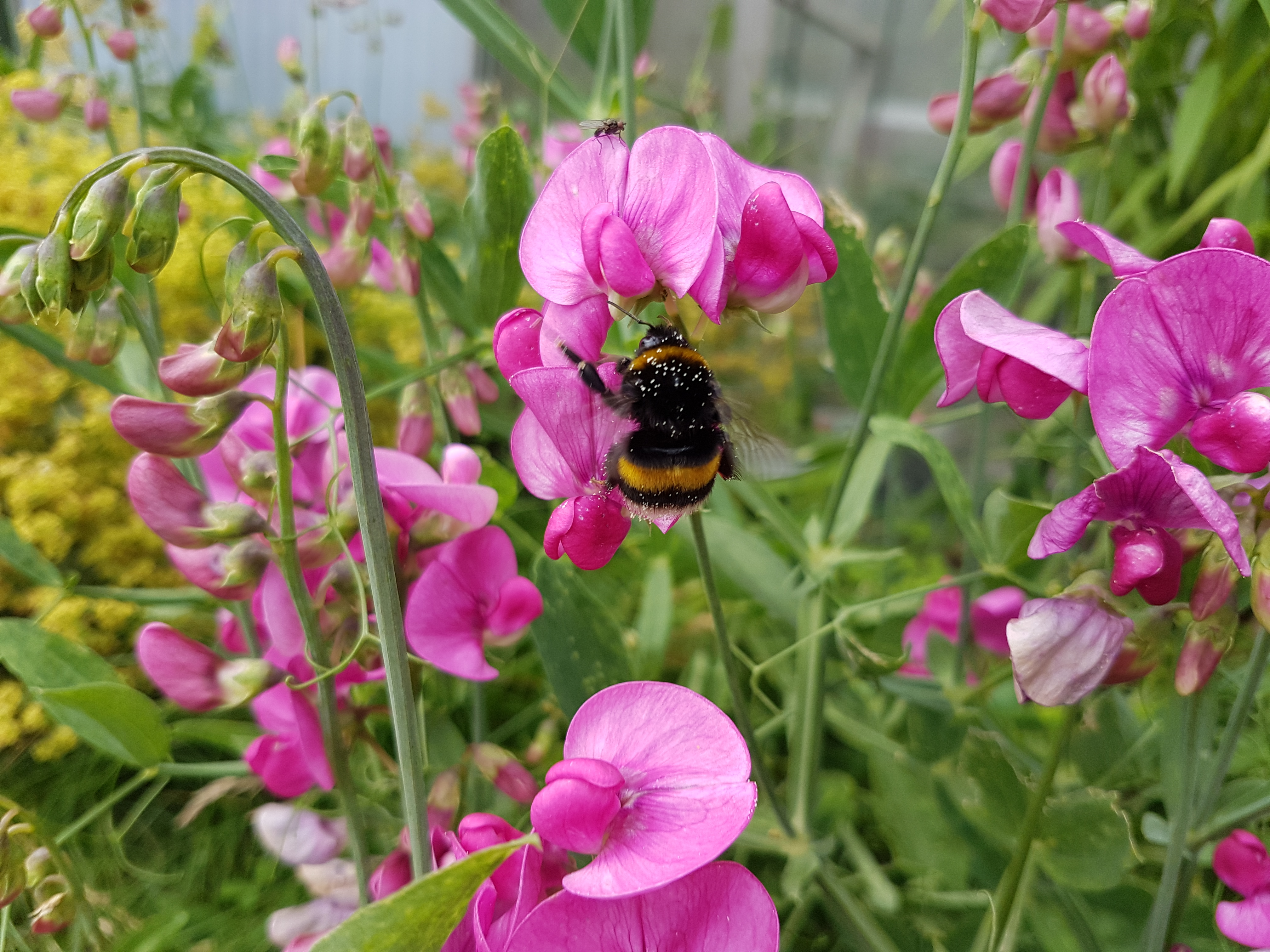 Gartennützlinge