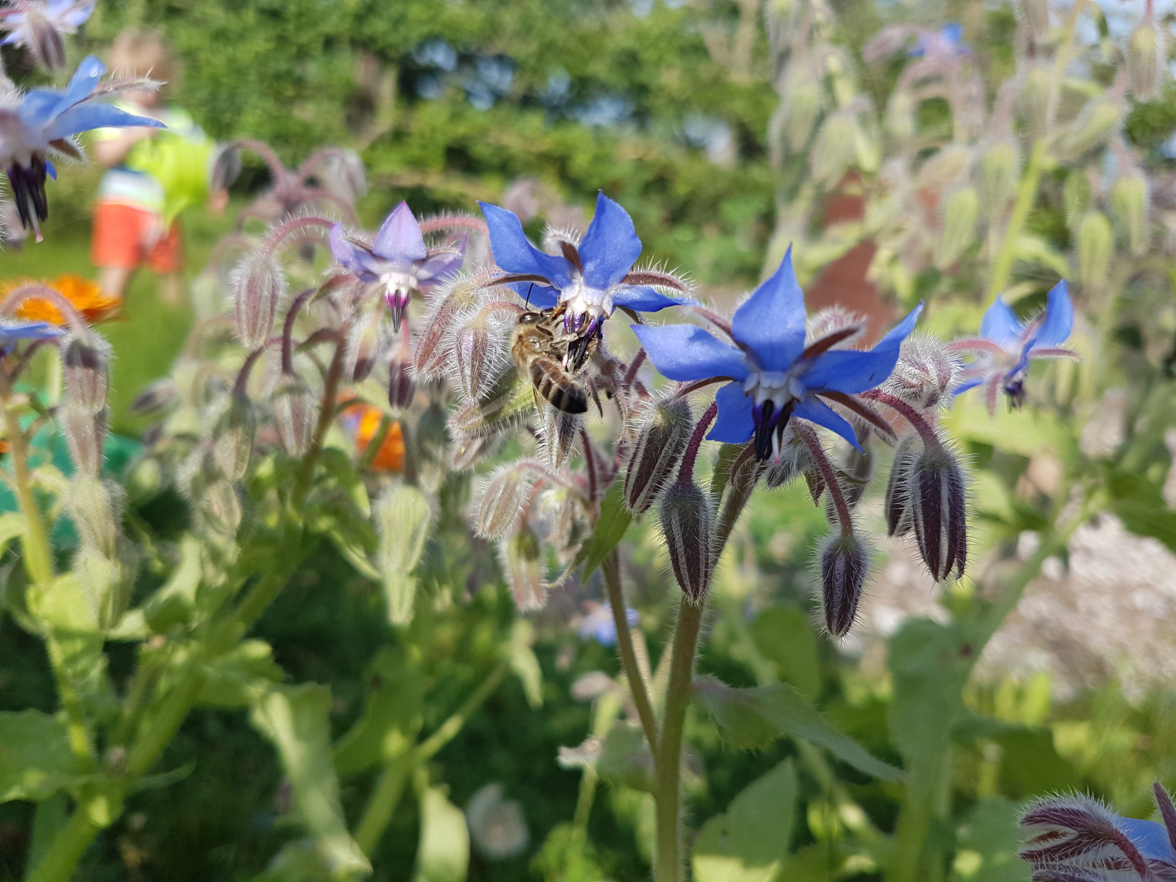 Gartennützlinge ansiedeln