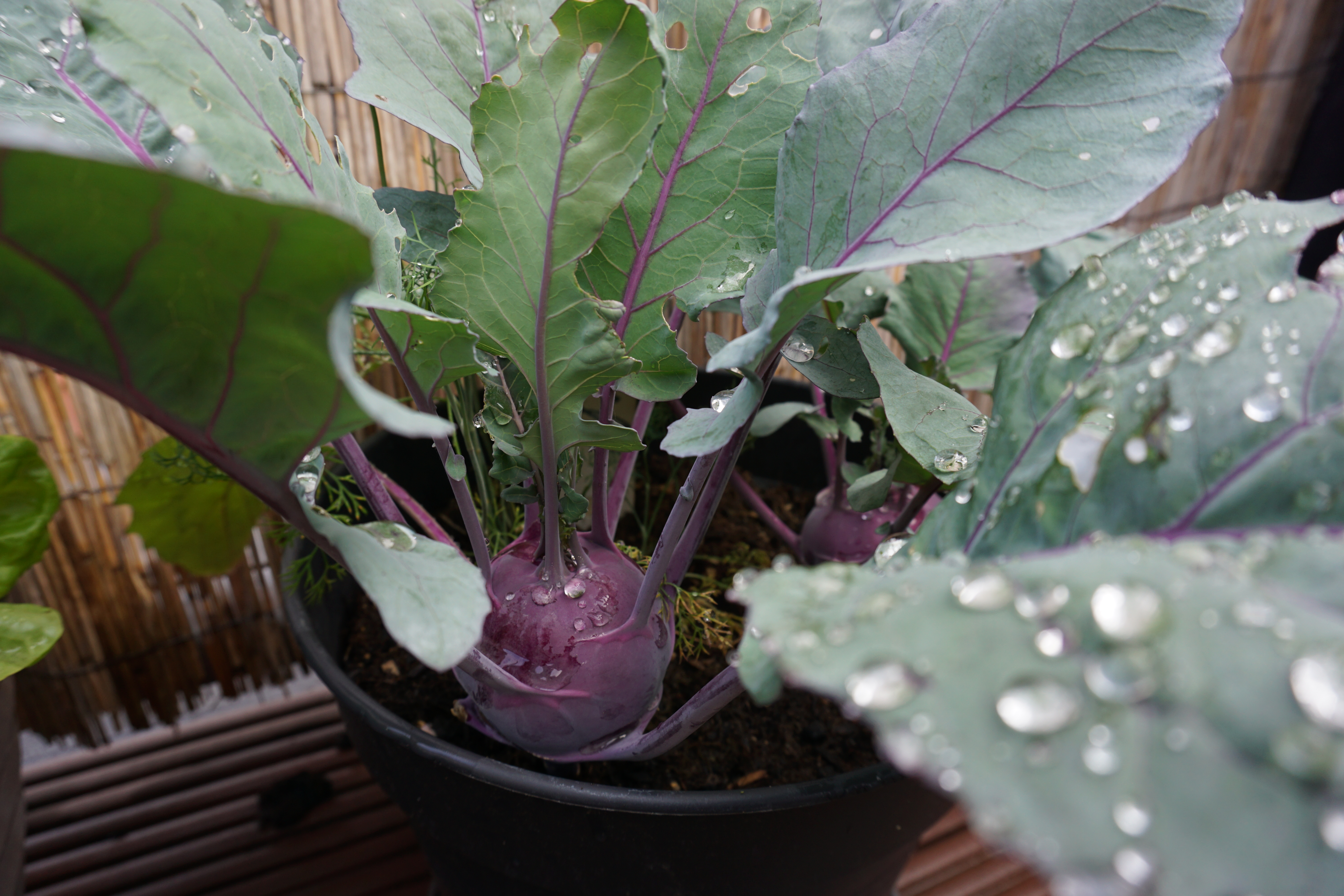 Kohlrabi