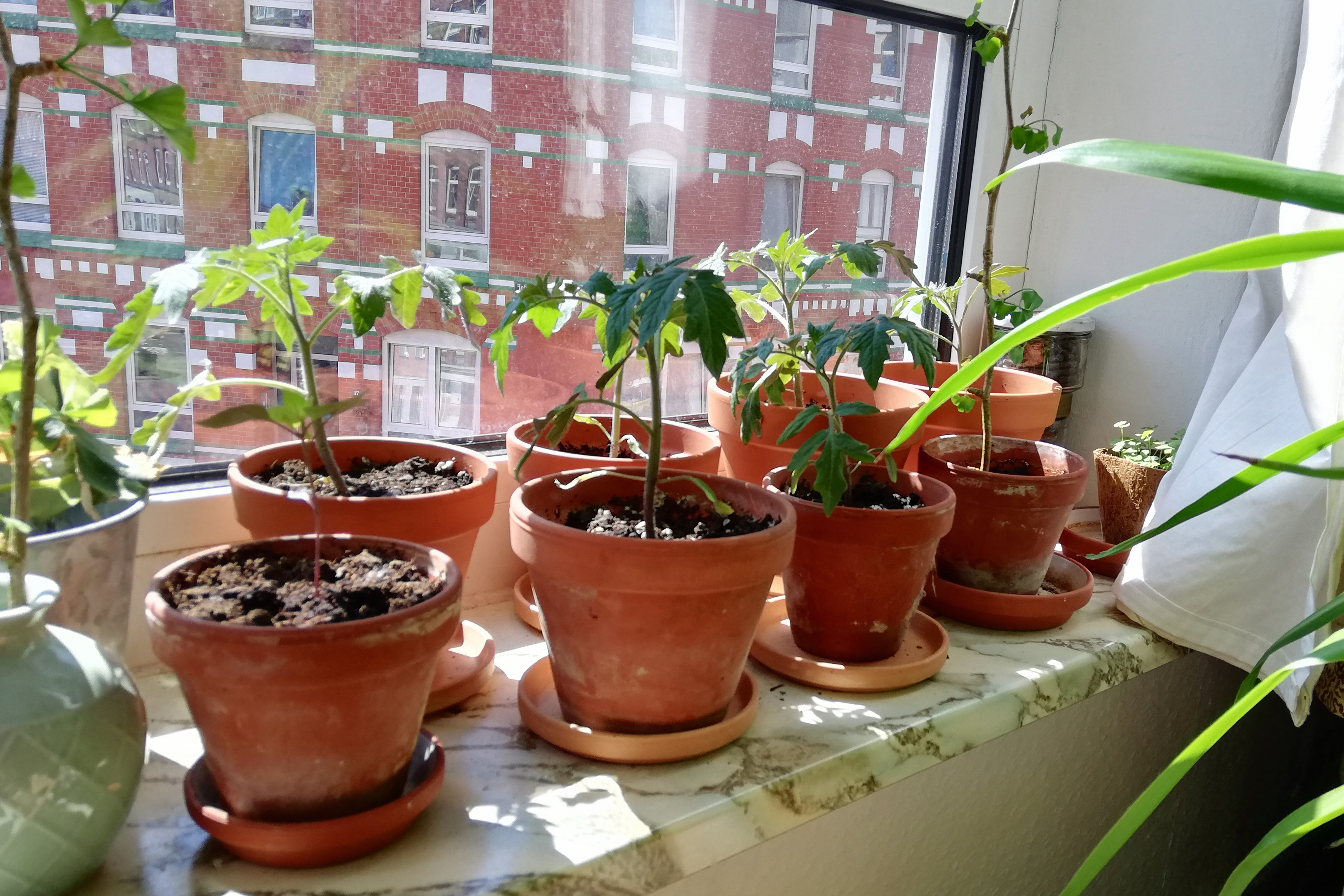 Diese Gemüsesorten kannst du leicht auf der Fensterbank anpflanzen -  Rankwerk