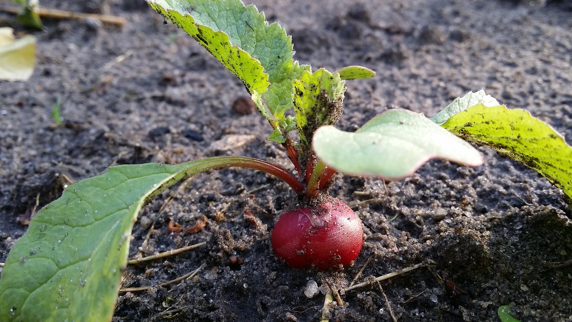 Radieschen in Beet mit Schwarzfäule