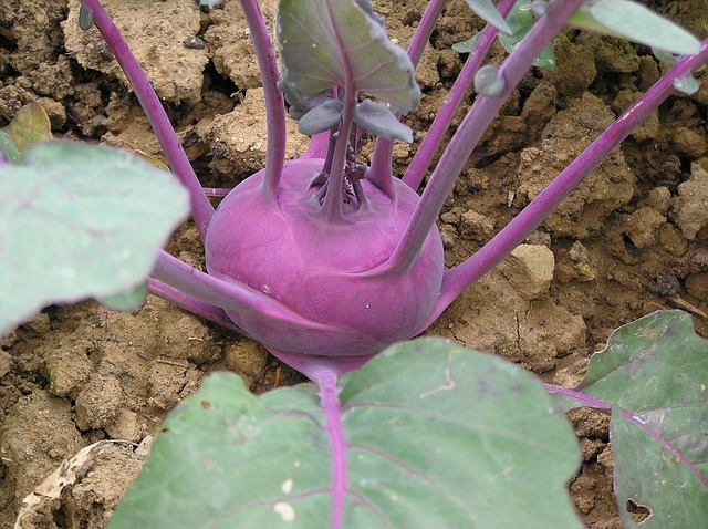 Lila Kohlrabi im Beet